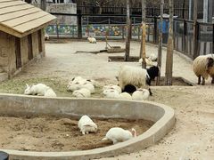 -石家庄市动物园