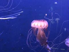 -成都浩海立方海洋公园