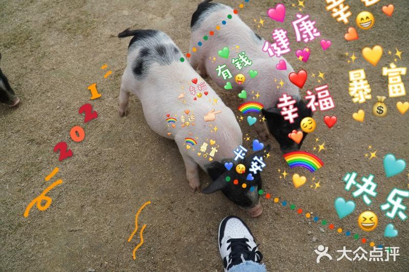 跟我一起去找小猪玩！