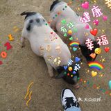 跟我一起去找小猪玩！