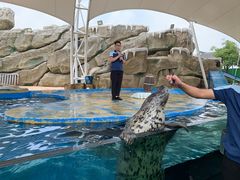 -芜湖新华联大白鲸海洋公园
