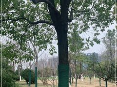 -天鹅湖体育公园