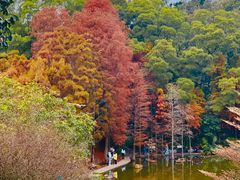 -深圳仙湖植物园