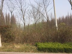 -日照海滨国家森林公园
