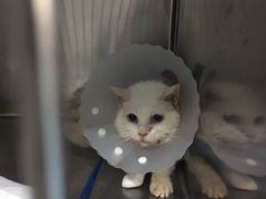 -北京赛佳动物医院