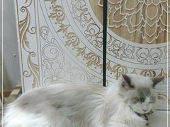 -共舞时光猫咖·狗咖(新街口店)