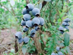 -金谷域澳洲庄园