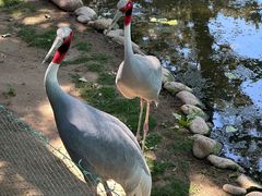 -西霞口神雕山野生动物世界