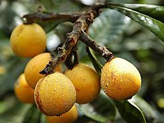 -塘栖枇杷特色园区