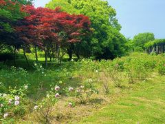 -上海鲜花港