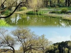-上海共青森林公园