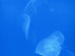 -左海海底世界
