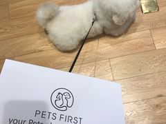 -Pets First伊珊娜洗护·精致美容·家庭式寄养(新会路店)