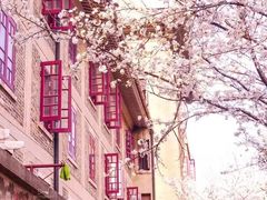 -武汉大学-樱园