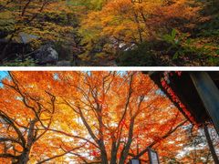 -光雾山旅游景区