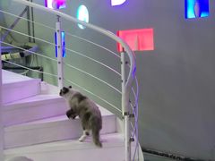 -极木²邸 人与宠物·互动社区