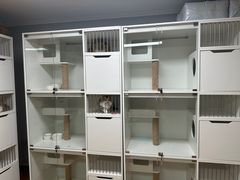 -十月米努特矮脚猫舍