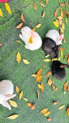 -萌宠亲子动物乐园(槐房万达店)