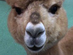 -藦茜花园宠物主题亲子互动体验馆(国顺东路店)