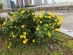 -台场海滨公园船码头