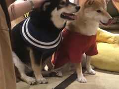 -逗柴咖啡屋·狗咖猫咖宠物桌游