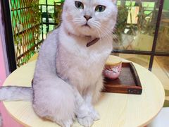 -李小姐の猫咖啡馆(五角场店)