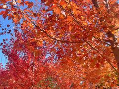 -北京西山国家森林公园