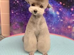 -FAELING PETS美天灵宠物(富力广场店)