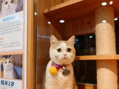 -欣宠猫屋·矮脚拿破仑·蓝金金渐层