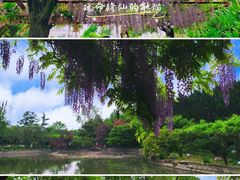 -嘉定紫藤园