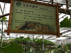 -上海都市菜园