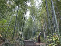 -镇江市南山风景名胜区竹林景区