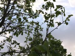 -鲁山国家森林公园