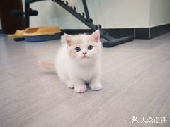 -欣宠猫屋·矮脚拿破仑·蓝金金渐层
