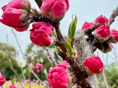 -南汇桃花村