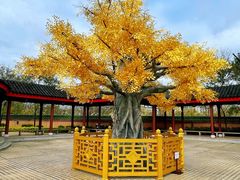 -广东圆玄道观
