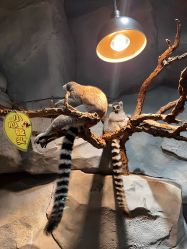 -Zoolung Zoolung动物主题公园(海信广场店)