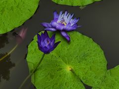-中国科学院西双版纳热带植物园