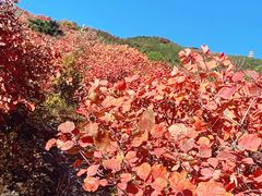 -北京十三陵国家森林公园蟒山景区
