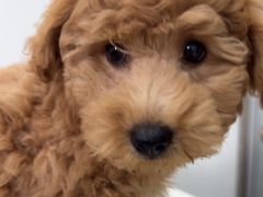 -心仪动物医院·牙专科·肿瘤·心脏科(西客站院)