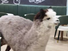-安格丽娜·狗咖·猫咖羊驼咖(春熙路百盛商场店)
