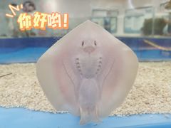 -上海海洋水族馆