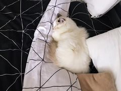 -瑞派·关忠动物医院·猫专科·犬专科(三环新城店)