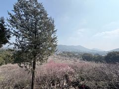 -香雪海