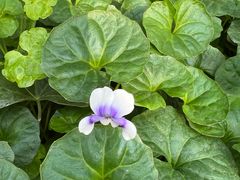 -国家植物园南园