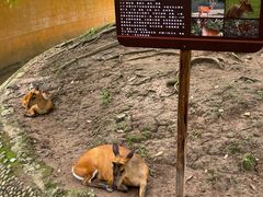 -野象谷景区