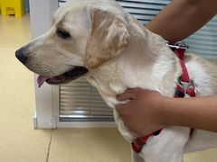 -小叮当动物医院·骨科·眼科