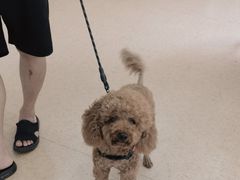 -芭比堂爱心动物医院(柯桥康爱分院)