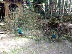 -铁山坪森林公园