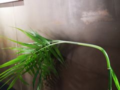 -C·BANNER千百度(奥特莱斯工厂店)